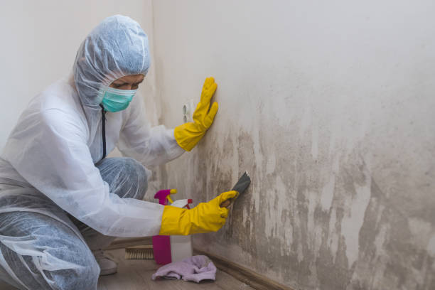 Mold Remediation for Rental Properties in Enterprise, UT